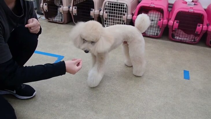 犬の幼稚園 レオくんとトレーニング