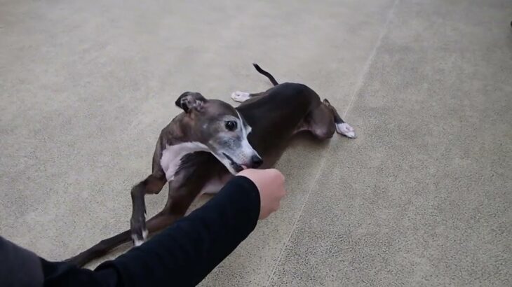 犬の幼稚園 れもんちゃんとトレーニング