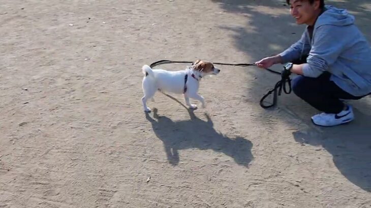 犬の幼稚園 ルディくんとトレーニング