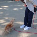 犬の幼稚園 ナノちゃんとトレーニング