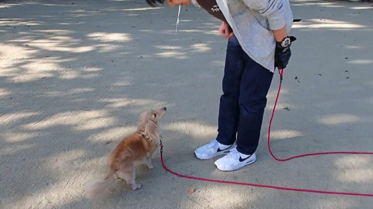 犬の幼稚園 ナノちゃんとトレーニング