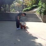 犬の幼稚園 たろうくんとトレーニング