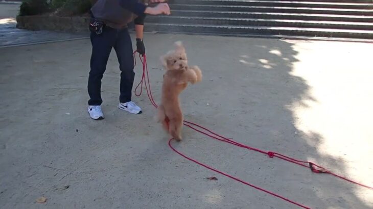 犬の幼稚園 むぎくんとトレーニング