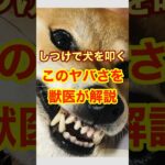 【獣医解説】今すぐやめて！しつけで犬を叩いてはいけない理由　　#雑学 #犬猫 #動物