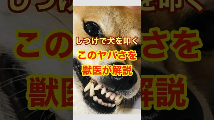 【獣医解説】今すぐやめて！しつけで犬を叩いてはいけない理由　　#雑学 #犬猫 #動物