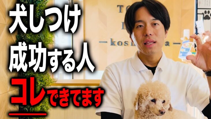 【犬しつけ】愛犬のしつけが成功する人の特徴を現役ドッグトレーナーが解説【トレーニング】