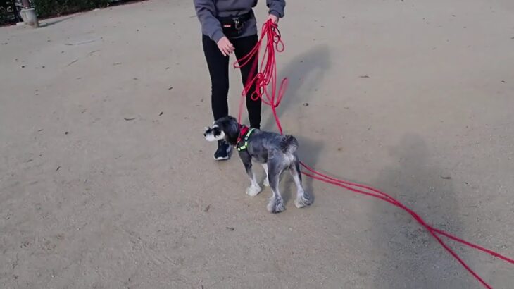 犬の幼稚園 アオくんとトレーニング