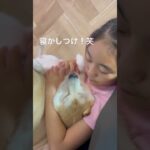 犬のねかしつけ！#しばいぬ  #柴犬