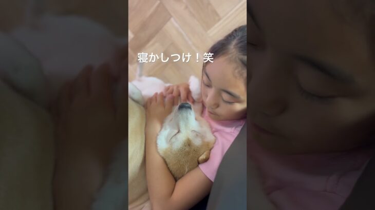 犬のねかしつけ！#しばいぬ  #柴犬