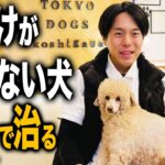 愛犬のしつけの問題で悩んでいる人はみてください【ドッグトレーナー解説】