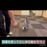 【犬の幼稚園】パコくんの様子 #豊田駅 #犬のしつけ #ドッグスクール #犬の幼稚園#犬のトレーニング #動物看護師兼トレーナー #犬好き  #ペットホテル #パピークラス