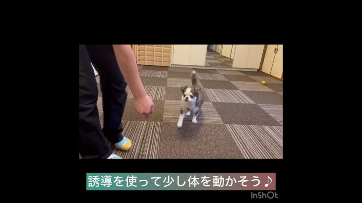 【犬の幼稚園】パコくんの様子 #豊田駅 #犬のしつけ #ドッグスクール #犬の幼稚園#犬のトレーニング #動物看護師兼トレーナー #犬好き  #ペットホテル #パピークラス