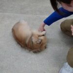 犬の幼稚園 くるみちゃんとトレーニング