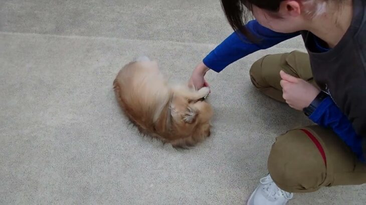 犬の幼稚園 くるみちゃんとトレーニング