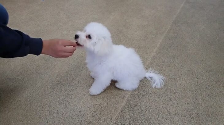 犬の幼稚園 ローヌくんとトレーニング