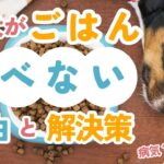 【犬のしつけ】愛犬がごはんを食べない…意外な理由と楽しく食べられる解決策を徹底解説！