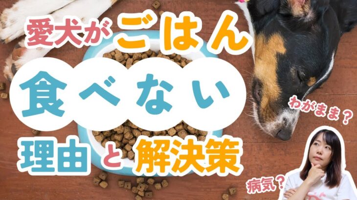 【犬のしつけ】愛犬がごはんを食べない…意外な理由と楽しく食べられる解決策を徹底解説！