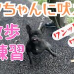 【実践練習】【犬に吠える】ワンちゃんに吠えてしまう子と公園でお散歩練習！