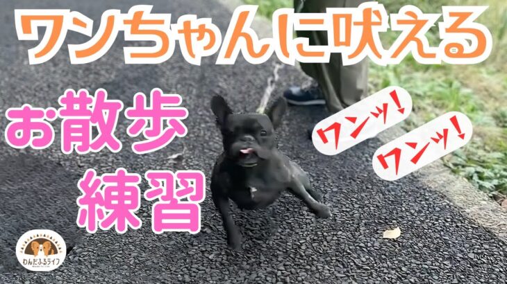 【実践練習】【犬に吠える】ワンちゃんに吠えてしまう子と公園でお散歩練習！