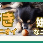 【犬が好きな匂いと嫌いな匂い】犬は臭いものが大好き？！