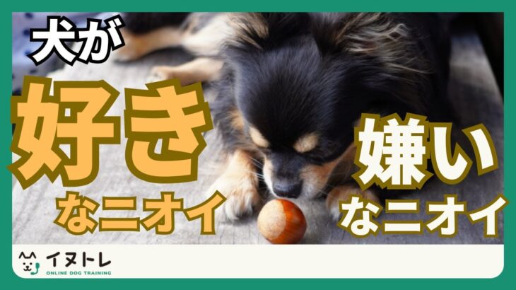 【犬が好きな匂いと嫌いな匂い】犬は臭いものが大好き？！