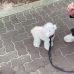 犬の幼稚園 バニラちゃんとトレーニング