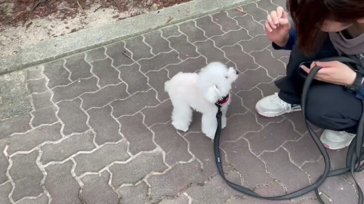 犬の幼稚園 バニラちゃんとトレーニング