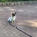 犬の幼稚園 ノエルくんとトレーニング