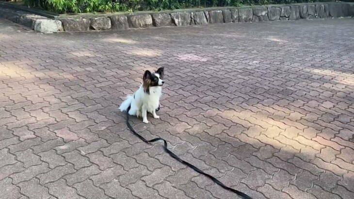 犬の幼稚園 ノエルくんとトレーニング