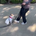 犬の幼稚園 はなちゃんとトレーニング