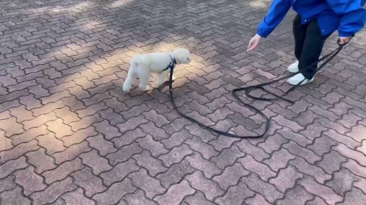 犬の幼稚園 空ちゃんとトレーニング