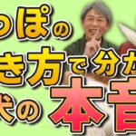 しっぽの動きでわかる本当の気持ち：喜びから緊張まで完全解説！愛犬があなたに伝えたいことは？