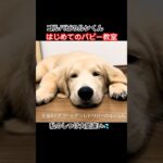 【子犬しつけ】私のしつけ大間違いでした💦『はじめてのパピー教室』