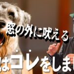 【犬のしつけ】考えてみたら簡単なことなのかも！分かりやすく初歩に戻ってみましょう