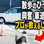 【犬のしつけ】ボーダーコリーの散歩のひっぱり、興奮、車追い…ドッグトレーナーが実践改善【ドッグトレーナー解説】