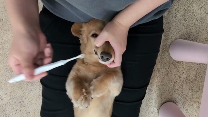 犬の幼稚園 はやぶさくんとトレーニング