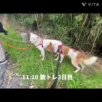 【保護犬】ガンバくん　リードトレーニング・お散歩トレーニング