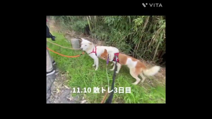 【保護犬】ガンバくん　リードトレーニング・お散歩トレーニング