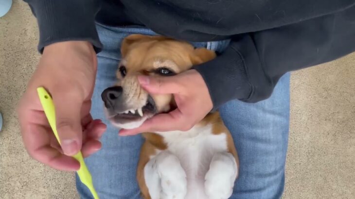 犬の幼稚園 ビオタンちゃんとトレーニング