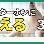 【犬がインターホンに吠える】理由と対処法