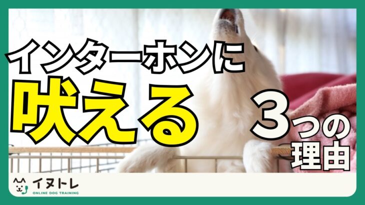 【犬がインターホンに吠える】理由と対処法