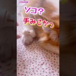 手が短すぎるww #コーギー #犬  #shorts