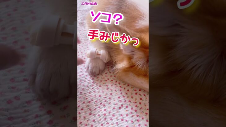 手が短すぎるww #コーギー #犬  #shorts