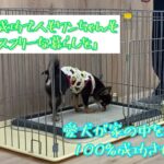 【犬しつけ動画】愛犬が家の中を自由に過ごしていてもトイレを100％成功させよう♪