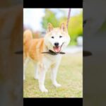 14歳 柴犬 本気噛み #トレーニング撮影 #doglibre #ドッグトレーニング #犬のしつけ