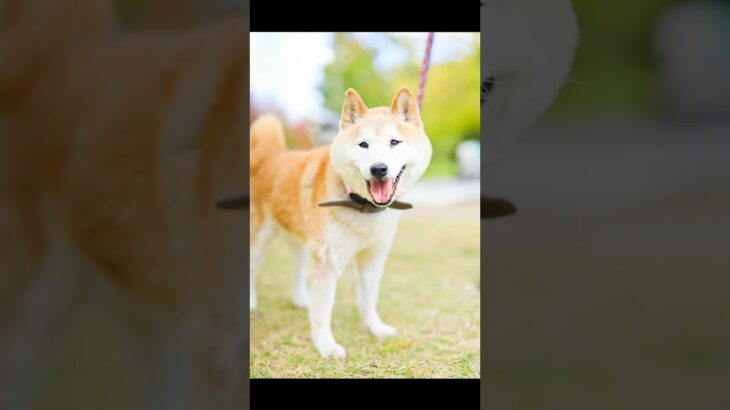 14歳 柴犬 本気噛み #トレーニング撮影 #doglibre #ドッグトレーニング #犬のしつけ