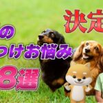 犬を迎えたら必ずやるべき18のしつけ