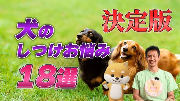 犬を迎えたら必ずやるべき18のしつけ