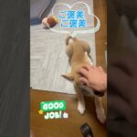 秋田犬子犬 生後3ヶ月と7日目 #秋田犬 #大型犬子犬 #パピー犬 #秋田犬の居る暮らし #犬のしつけ