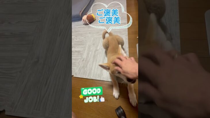 秋田犬子犬 生後3ヶ月と7日目 #秋田犬 #大型犬子犬 #パピー犬 #秋田犬の居る暮らし #犬のしつけ